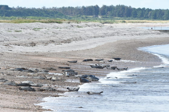 The seals at Portgordon. Picture by Jason Hedges