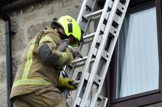 The gull was brought safely down from the roof by Fraserburgh fire fighters