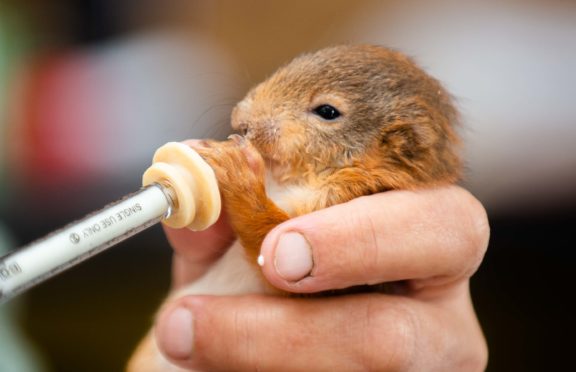 An adorable baby red squirrel found lying on the ground covered in bite marks has survived after being kept alive in an incubator for two weeks.