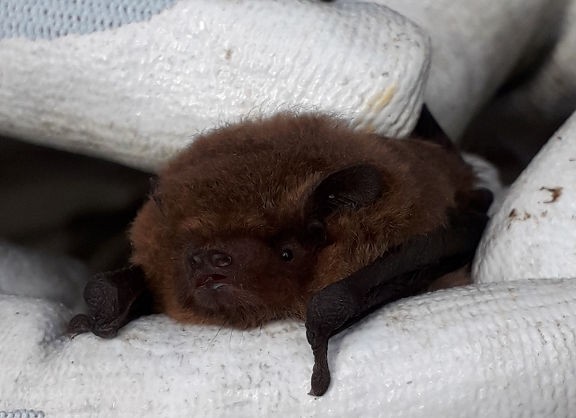 Record bat numbers have been recorded at Haddo House
