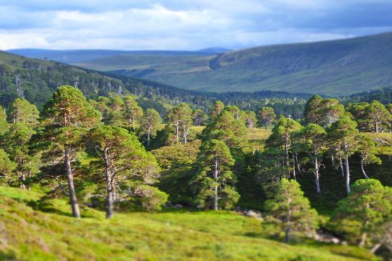 A beautiful evening in Glen Derry in the Cairngorms.