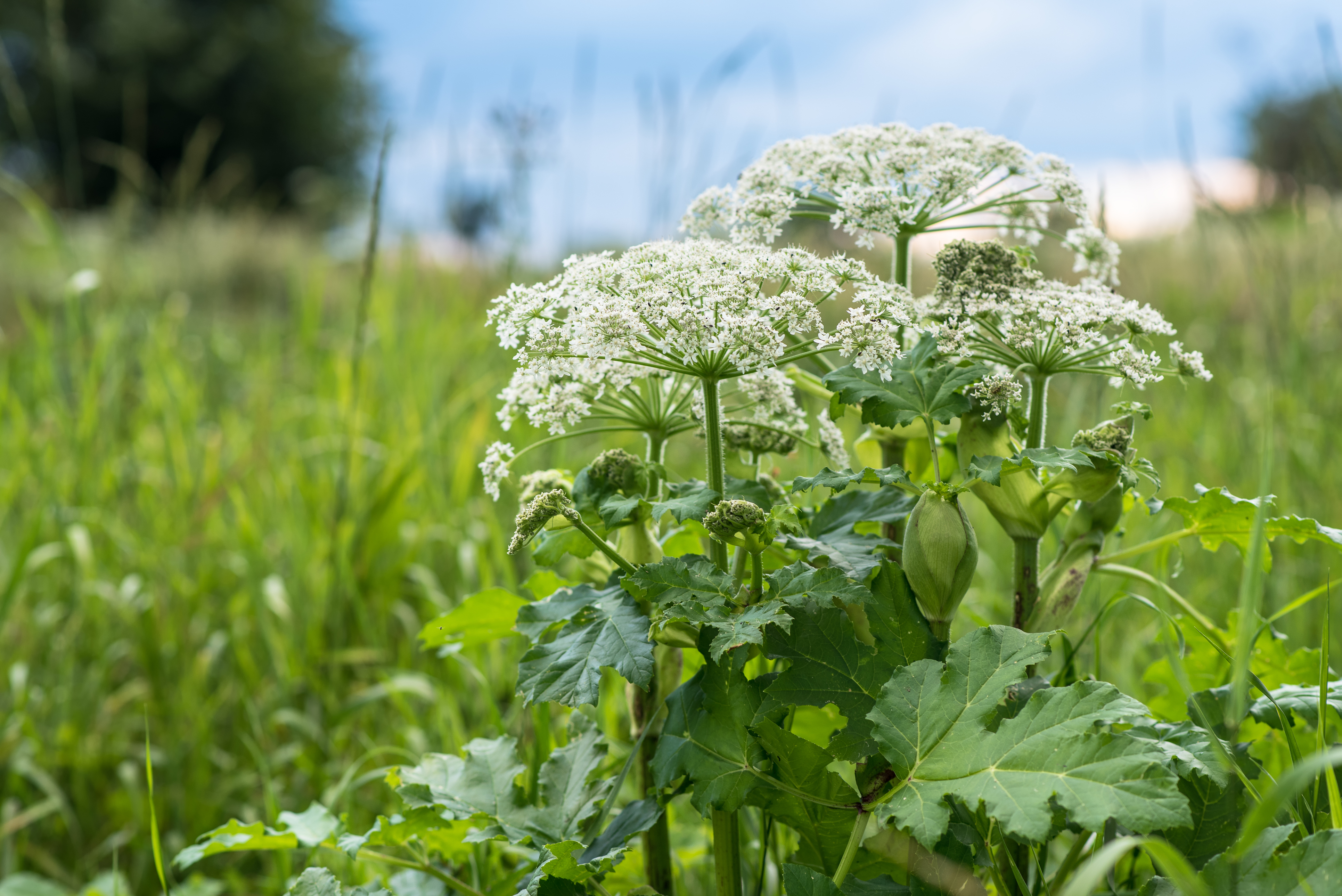 The sap of hogweed causes phytophotodermatitis in humans, resulting in blisters and long-lasting scars.