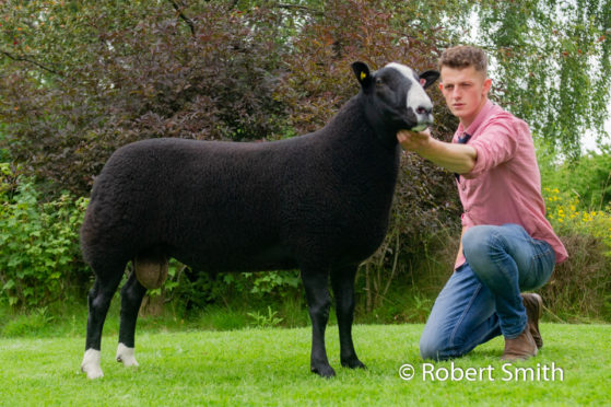 This shearling ram sold for the top price of 2,200gn.