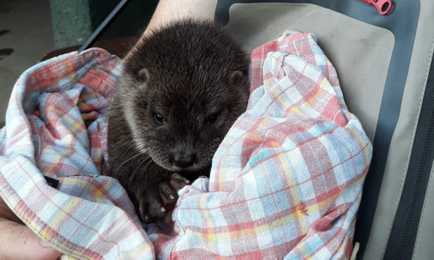 The otter cub.