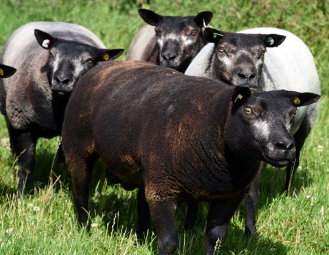 CR0011916 Farming feature of news Turriff Show  preview series with Stasa and her Blue Texel sheep. In the picture at Woolhillock , Westhill Saltire A Beauty (front) .  
Picture by Jim Irvine  23-7-19