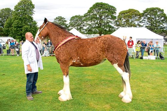 Muirton Belle with owner Blair Warburton of Forfar. Photo by kind permission of Tahr Media.