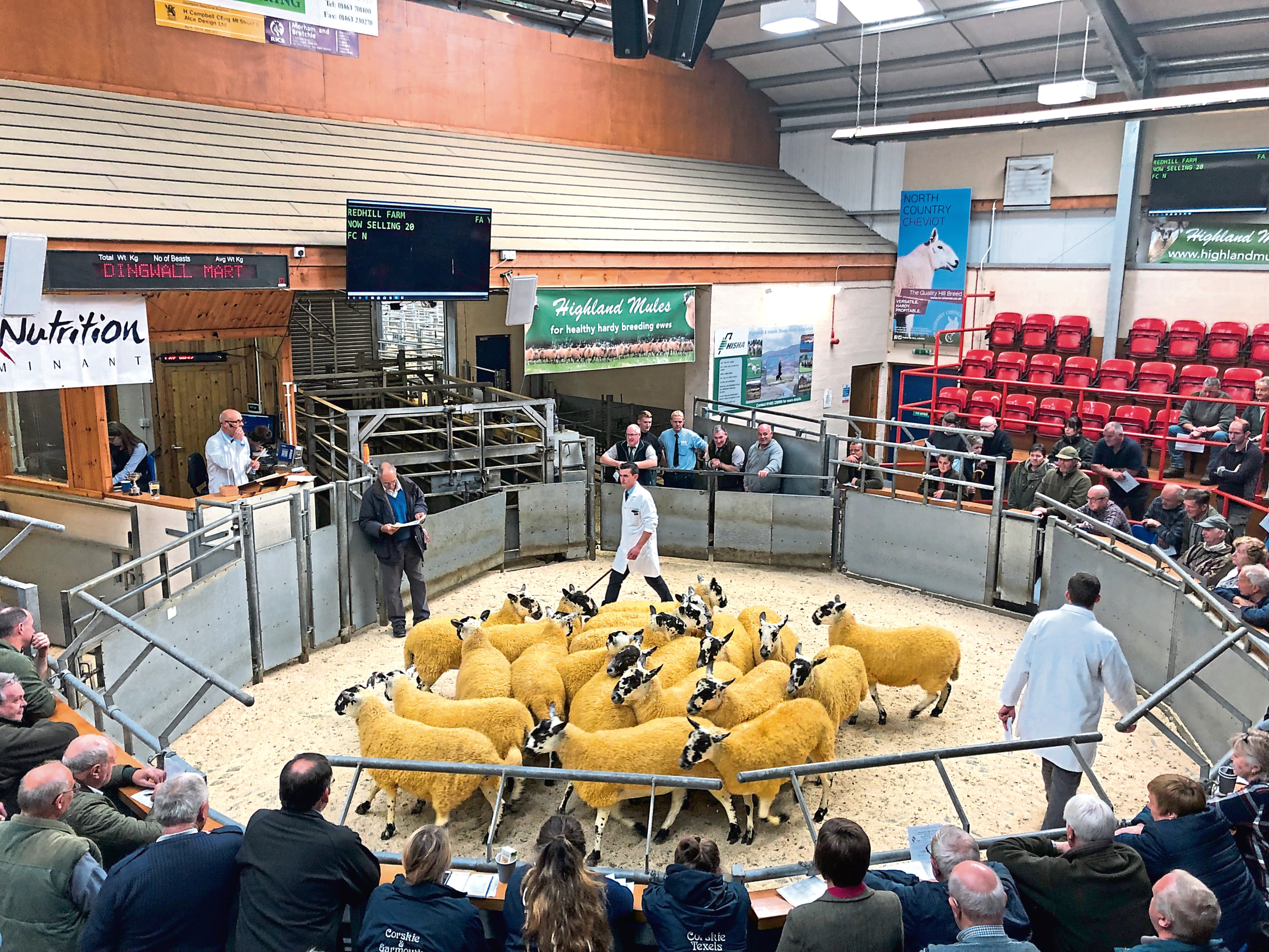 The champion pen of gimmers from Danny Leslie, Redhill, Mosstowie, Elgin, sold for £168