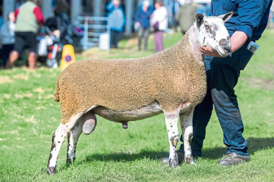 The £15,000 Bluefaced Leicester.