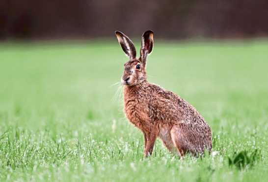 Wildlife, such as this brown hare, has to be protected under changes, say conservationists.