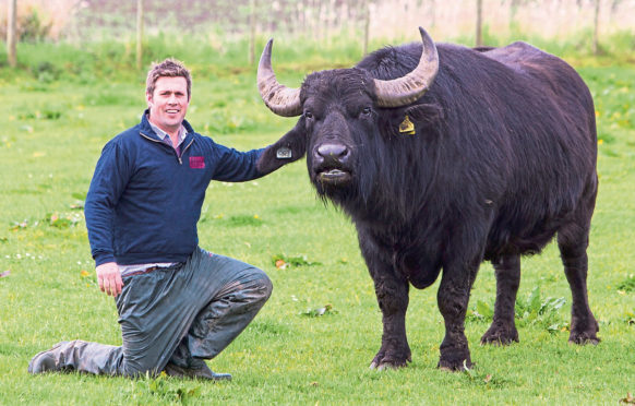 Buffalo farmer Steve Mitchell and company mascot 007