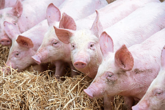 Import tariffs for pork will greatly reduce in the event of a no-deal Brexit.



Pic  Alan Richardson Dundee, Pix-AR.co.uk
QMS 
East Pitscaff Farm Newburgh Aberdeenshire