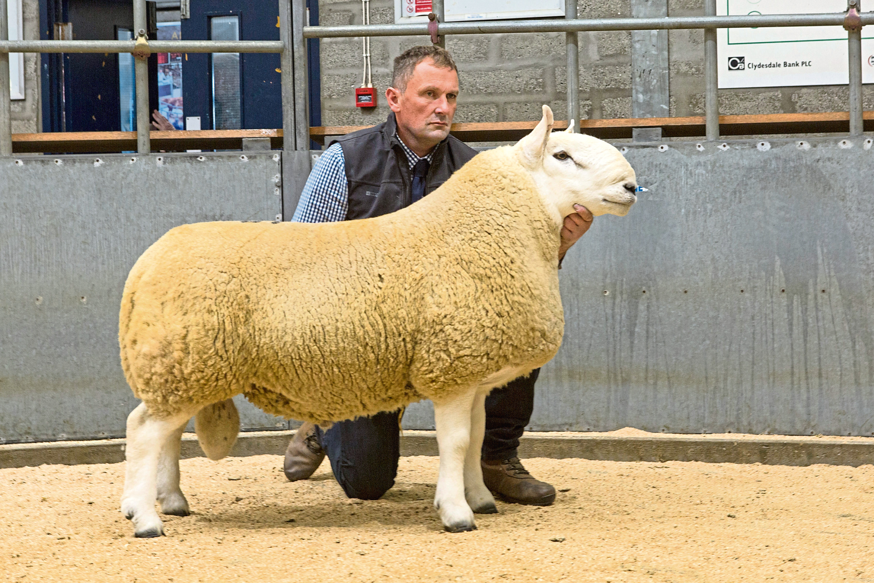 Johnnie Campbell, with the top price North Country Cheviot ram.