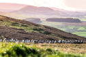 The Scottish Government has promised to establish an agricultural modernisation fund.