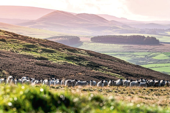 The Scottish Government has promised to establish an agricultural modernisation fund.