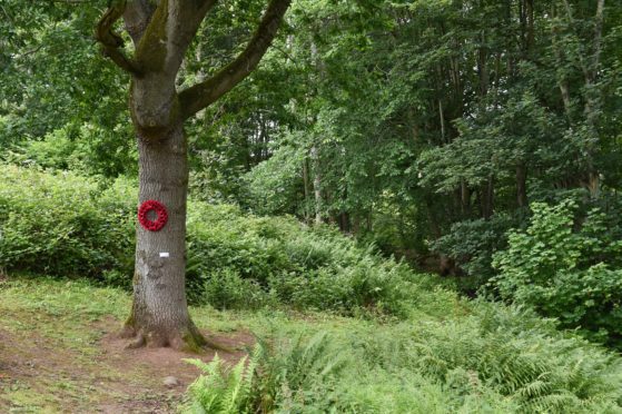 The oak tree at Dunnottar Parish Church which was planted 100 years ago to commemorate the end of World War I.
Picture by COLIN RENNIE