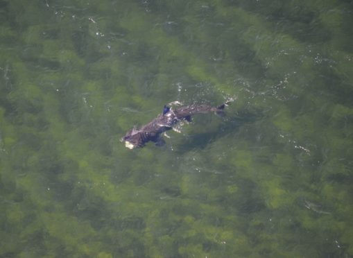 The group of basking sharks were spotted off the Moray coast between Burghead and Findhorn.