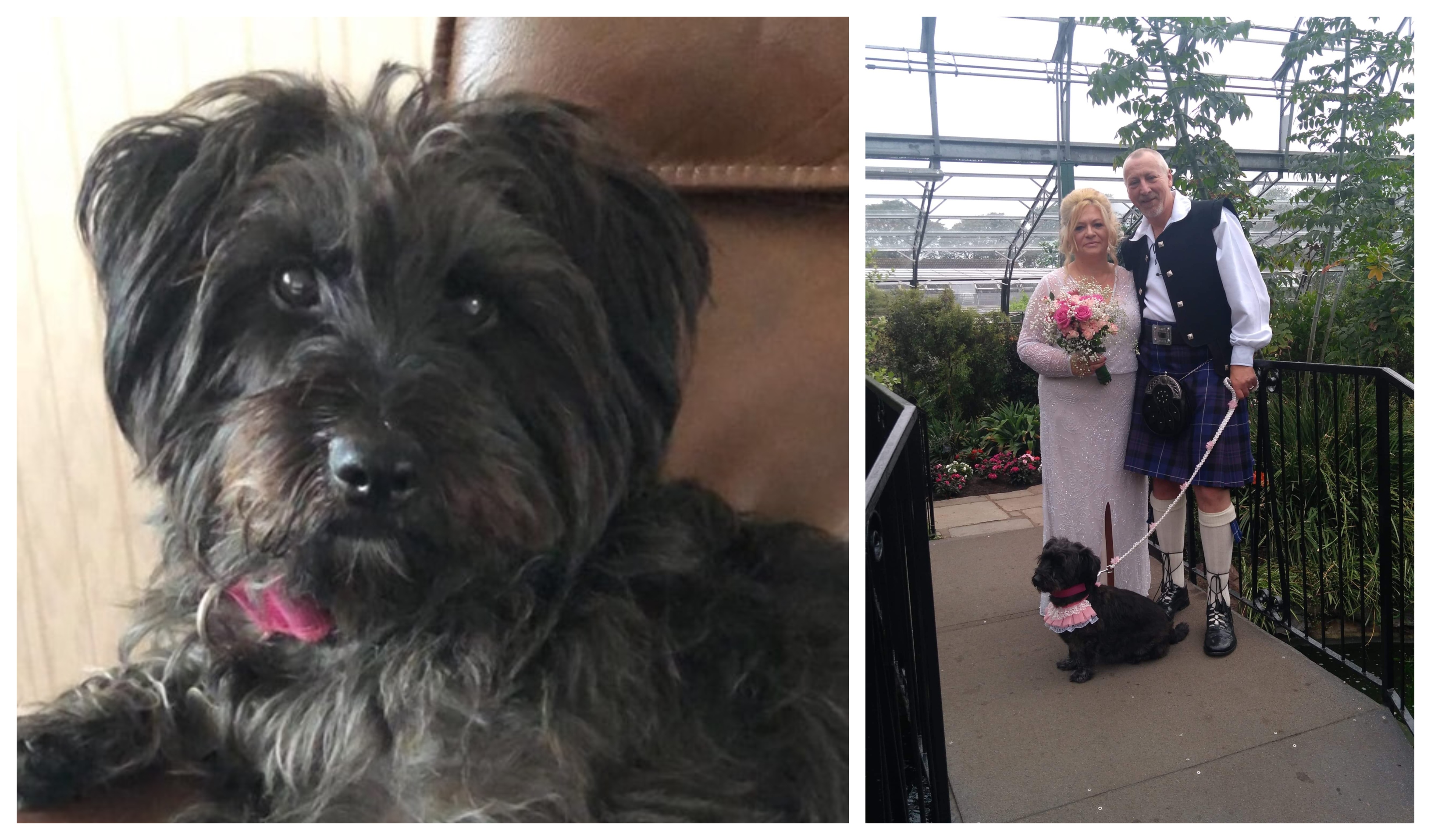 Scottie-Lhasa Apso cross Coco led Carol Gray down the aisle as she married husband Ally last month.