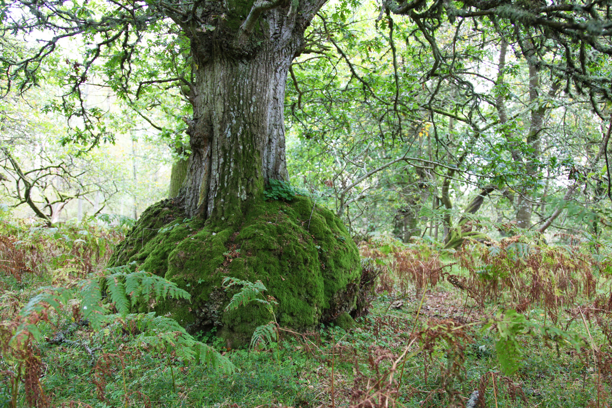 One of the north-east's magical trees. Pic: Discover Scottish Gardens.