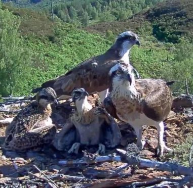 It's an osprey family affair as 62,000 click onto see the live action from the nest.