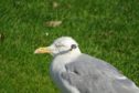 The gull was spotted in Elgin's Cooper Park.