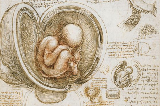 The fetus in the womb (c. 1511), Leonardo da Vinci. Photo: Royal Collection Trust; © Her Majesty Queen Elizabeth II 2019