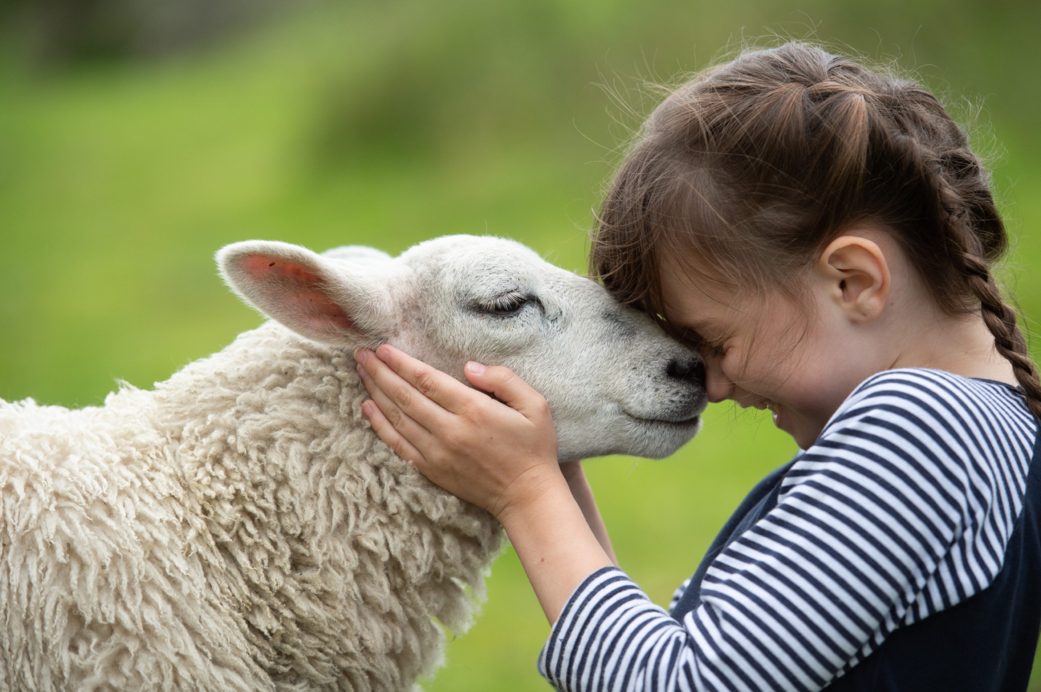 Ailish Martin, 9 is so happy to see Effie the sheep again.
Pictures by JASON HEDGES