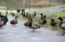 Haddo's  ducks that inhabit the park's pond.

18/12/11

Picture by Richard Frew.
