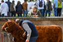 Highland Cattle are shown on day one of The Royal Highland Show