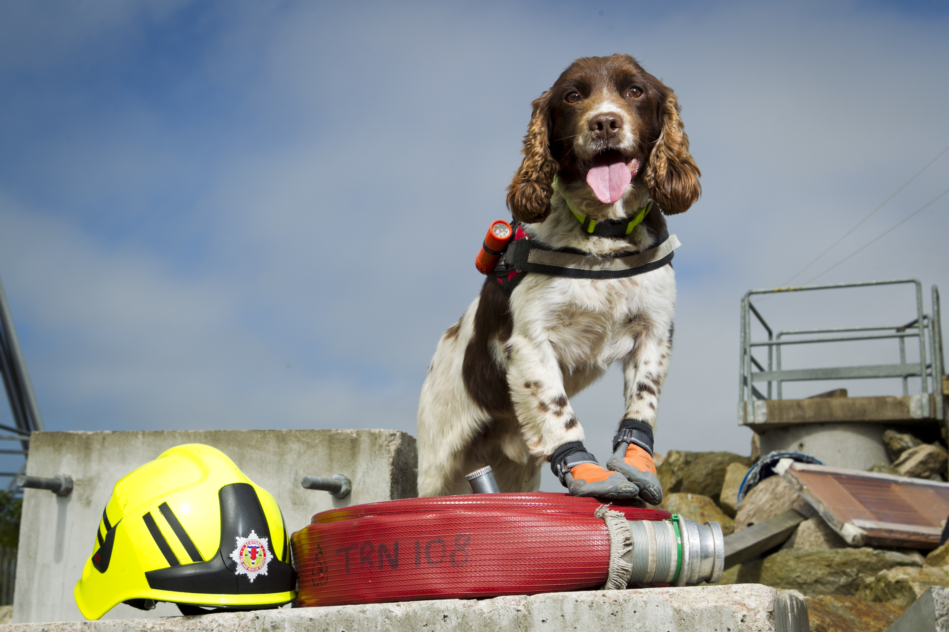 Diesel the Fire Service's search and rescue dog.