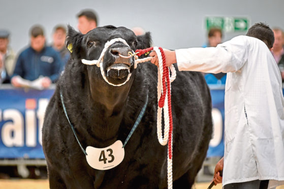 One of the biggest bulls sales in Europe takes place at Untied Auctions Bull Sales, Stirling.

In Pic..........Aberdeen Angus females showing before the afternoon sales

(c) Wullie Marr Photography