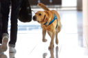 A Border Agency sniffer dog in action at an airport.