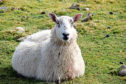 Forecasts suggest a high liver fluke risk in Scotland this autumn.