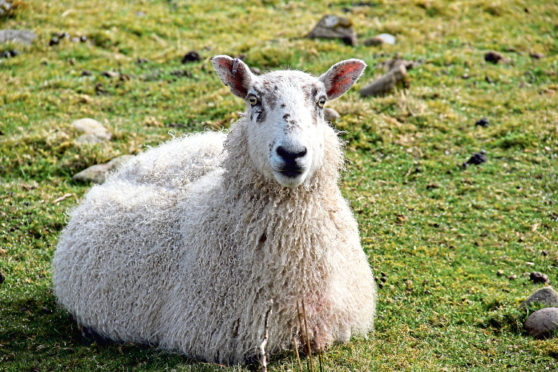 Forecasts suggest a high liver fluke risk in Scotland this autumn.