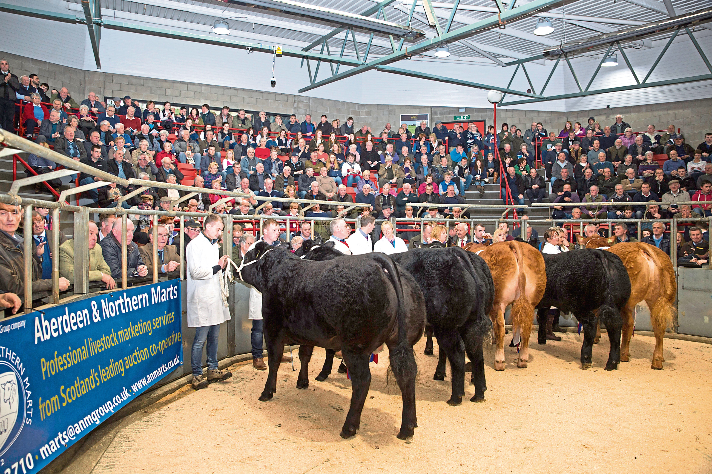 Prime cattle champions line up at the Aberdeen Christmas Classic