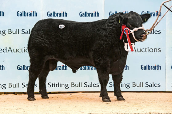 Brailes Fabulous topped the sale at 12,000gn.