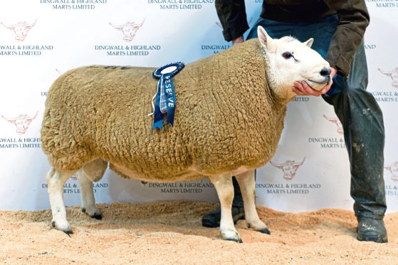 The £10,500 record breaker from Dorrery.