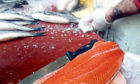 Salmon fillets on sale at a local fish market.