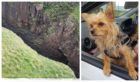 Coastguard teams rescued Billy the small chihuahua/yorkie cross after falling 25 meters over a cliff edge.