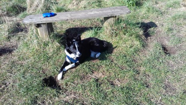 Bobby the Border Collie