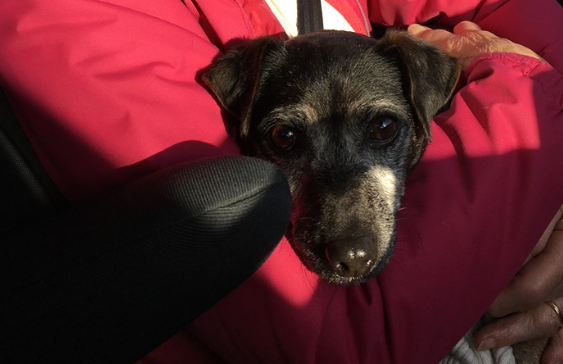 Angie Fraser is searching for her black and brown Jack Russell cross, who may respond to the name Morag.