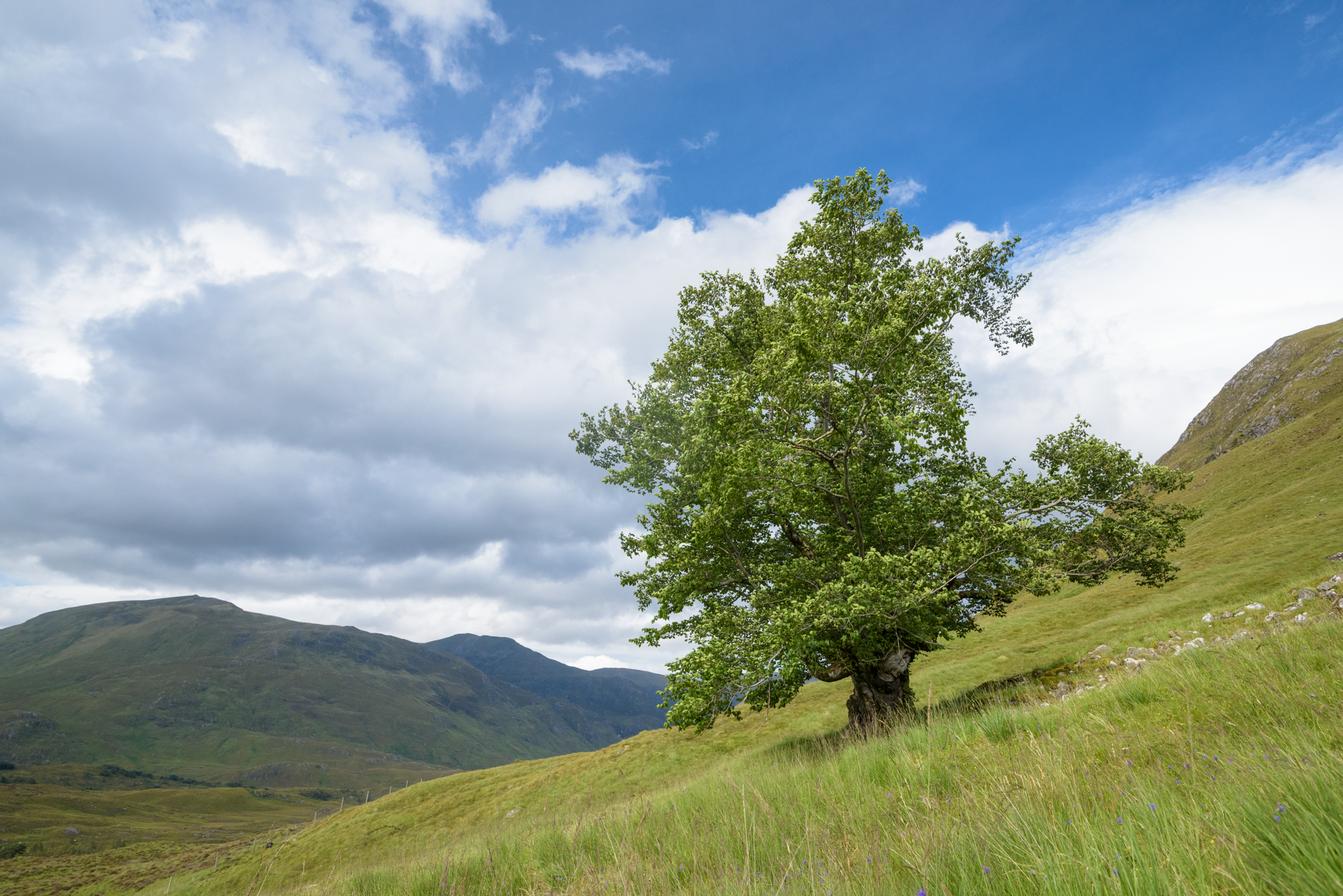 "The Last Ent of Affric", in Glen Affric has been named as Scotland's Tree of the Year for 2019
