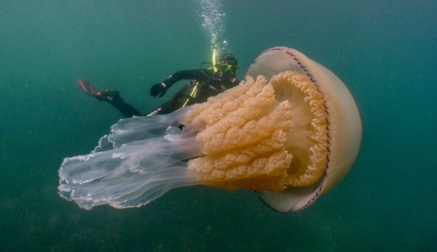 Lizzie Daly with a Jellyfish off the cost of Cornwall, Photo by Dan Abbott
