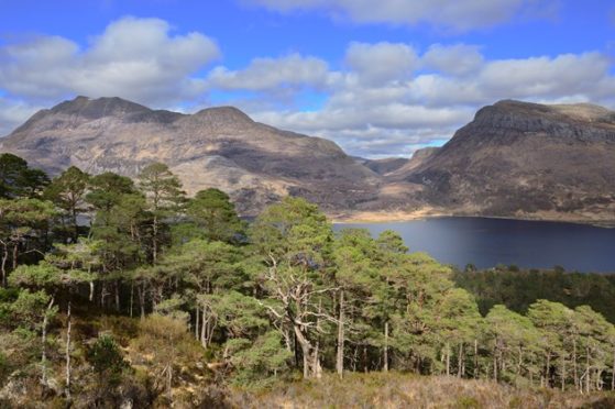 An additional 20,000 trees will be planted in and around Beinn Eighe next year as part of work to expand native woodlands on some of Scotland’s finest National Nature Reserves (NNRs)