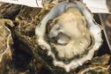 Restoring native oyster (Ostrea edulis) beds in Scotland has the potential to give a £3.5m boost to the UK economy and create jobs in some of the most economically marginal areas of the Western and Northern Highlands and Islands.
