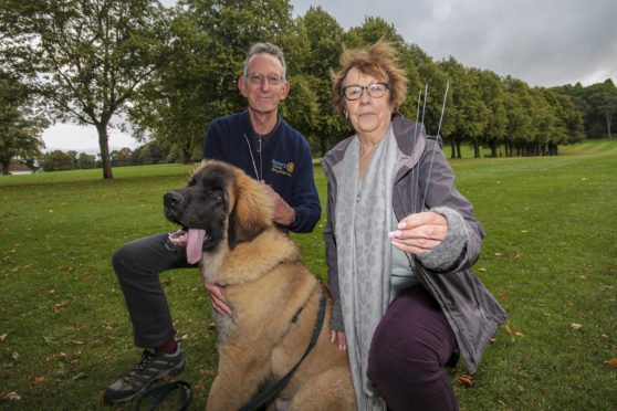 Rotarians Tony Galloway and Anne Hyslop, with Chewy the Leonbeger, showing the metal strands that get left in the grass on Bonfire Night.