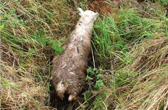 Woolma the sheep fell into a ditch