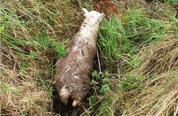 Woolma the sheep fell into a ditch
