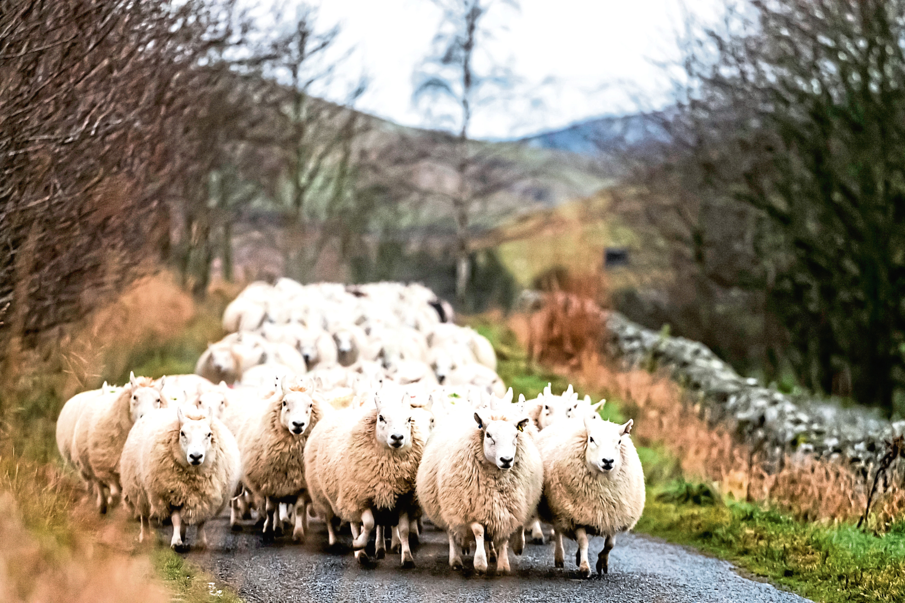 Sheep
Hownam, Jedburgh, Scottish Borders, UK. 29th January 2019. Shepherds through South Country Cheviot ewes as they scan for lambs at in the Kale Valley.