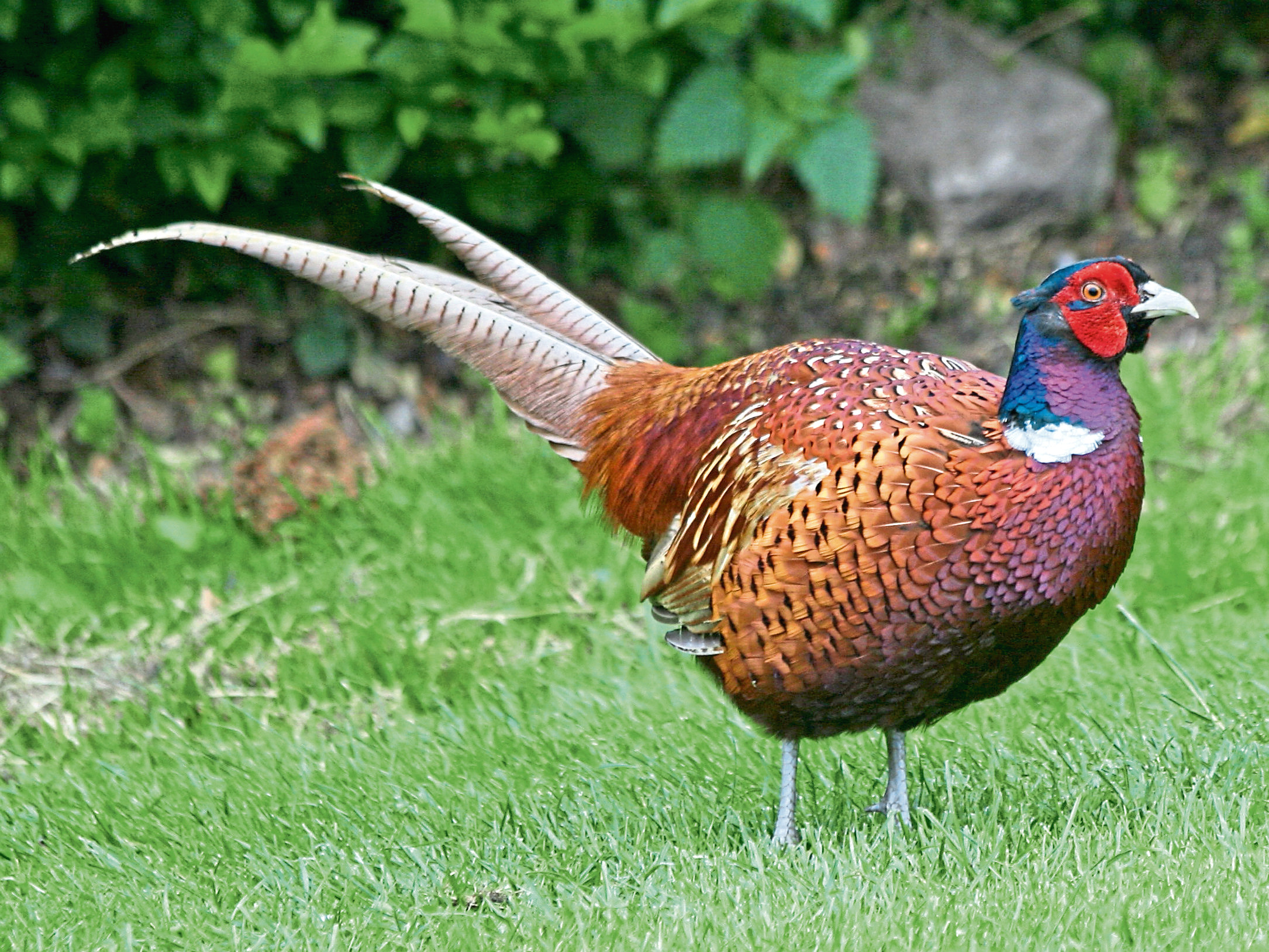 Pheasants were among the five most commonly seen birds on Scottish farms taking part in the count.