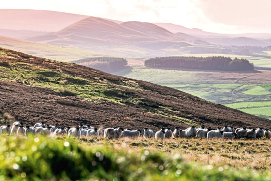 The initiative was launched by the National Sheep Association.